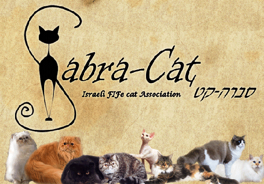 Sabra-Cat_Israeli_FIFe_Cat_Assocciation